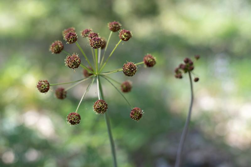 Herb Pharm® Lomatium - 1 oz - Christopher's Herb Shop