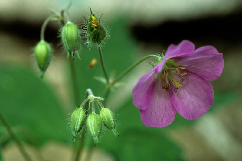 Wild Geranium - 1 oz - Christopher's Herb Shop