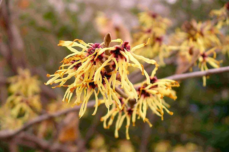 Witch Hazel - 1 oz - Christopher's Herb Shop