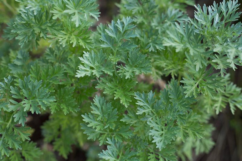 Wormwood - 1 oz - Christopher's Herb Shop