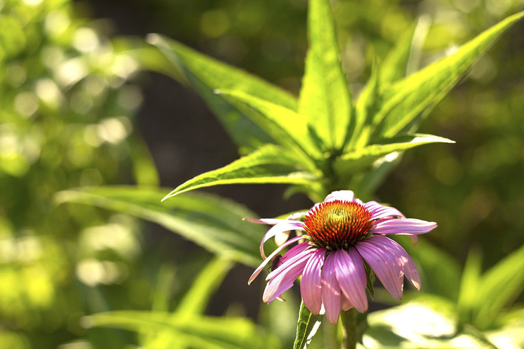 Herb Pharm® Super Echinacea® - Christopher's Herb Shop